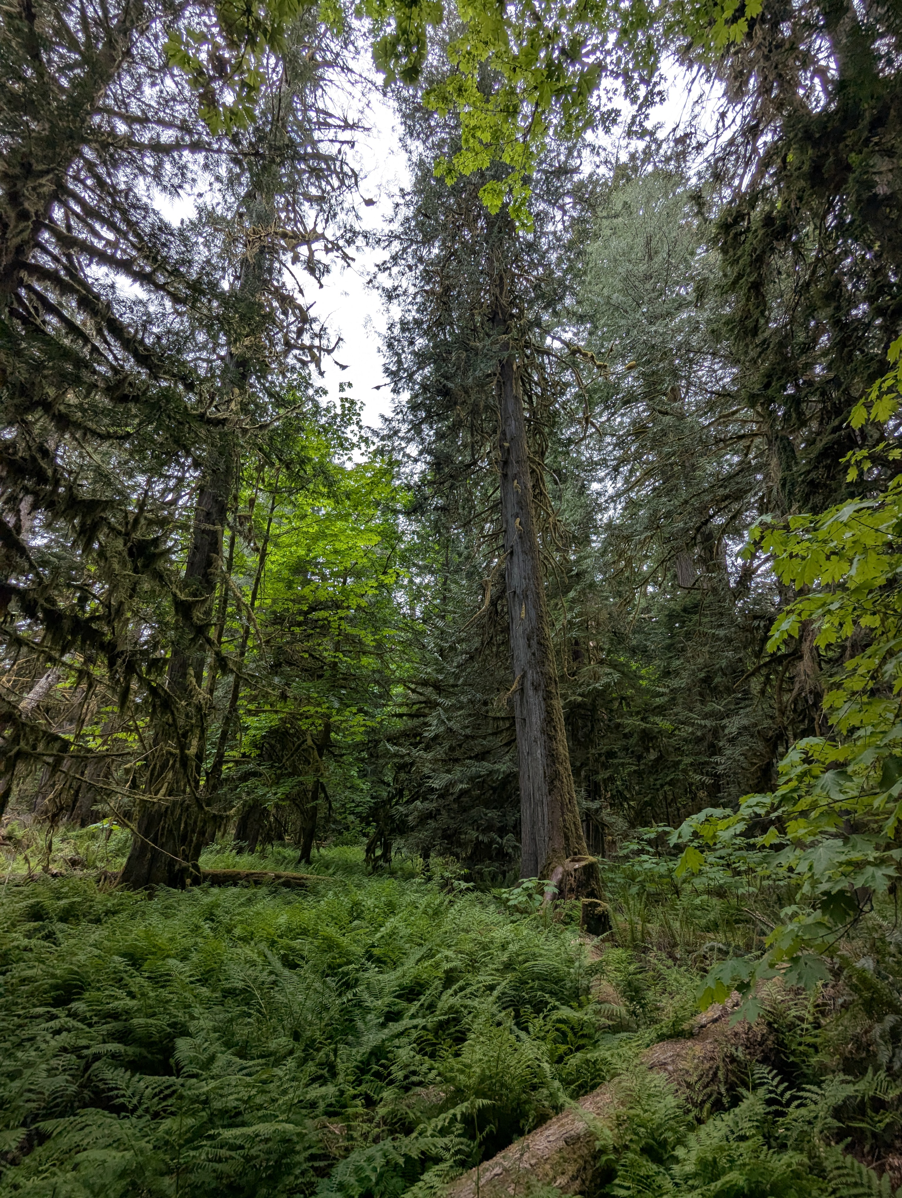 Birthday Trip to Canada, Cathedral Grove, Vancouver Island